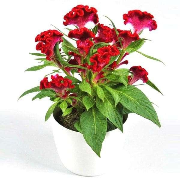 Celosia (Cockscomb)